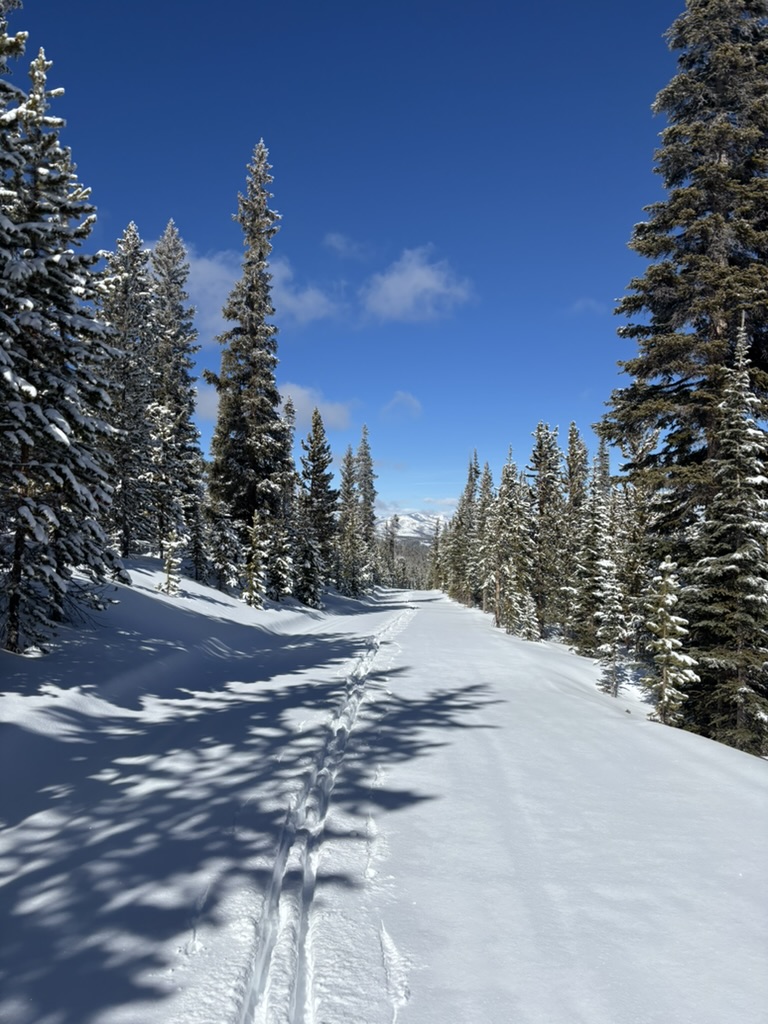 Boulder, Colorado — XC ski trails through pine forest
